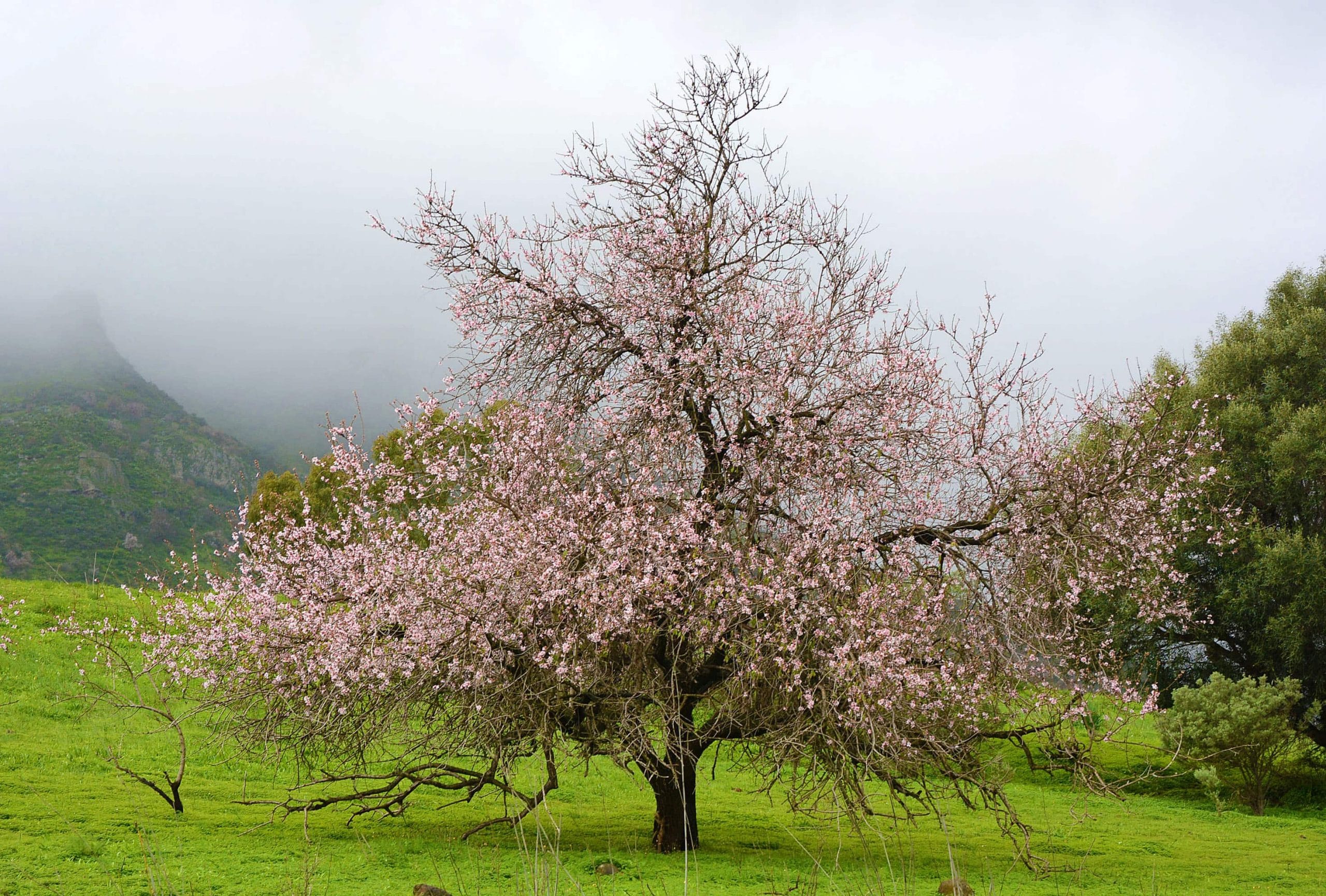 almond-trees-flower-04