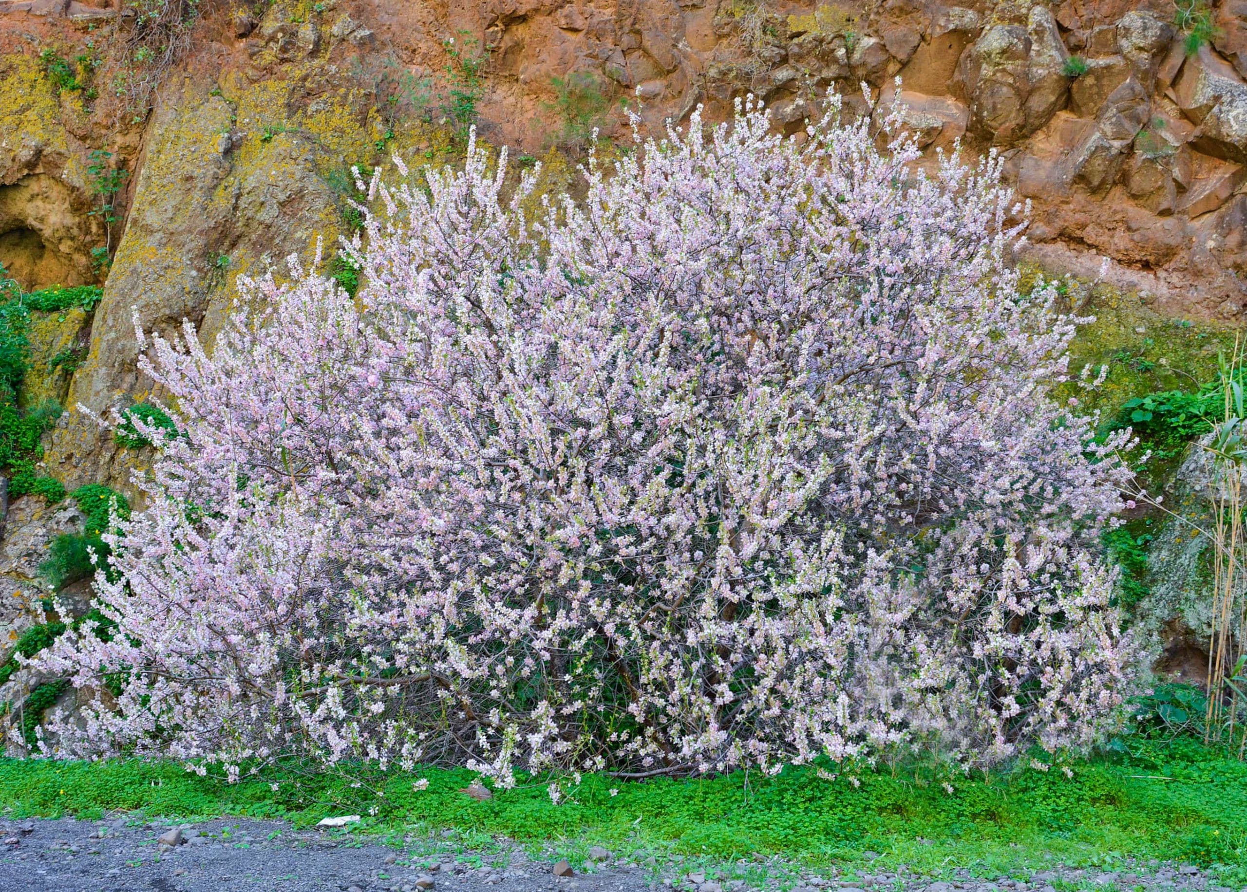 almond-trees-flower-06