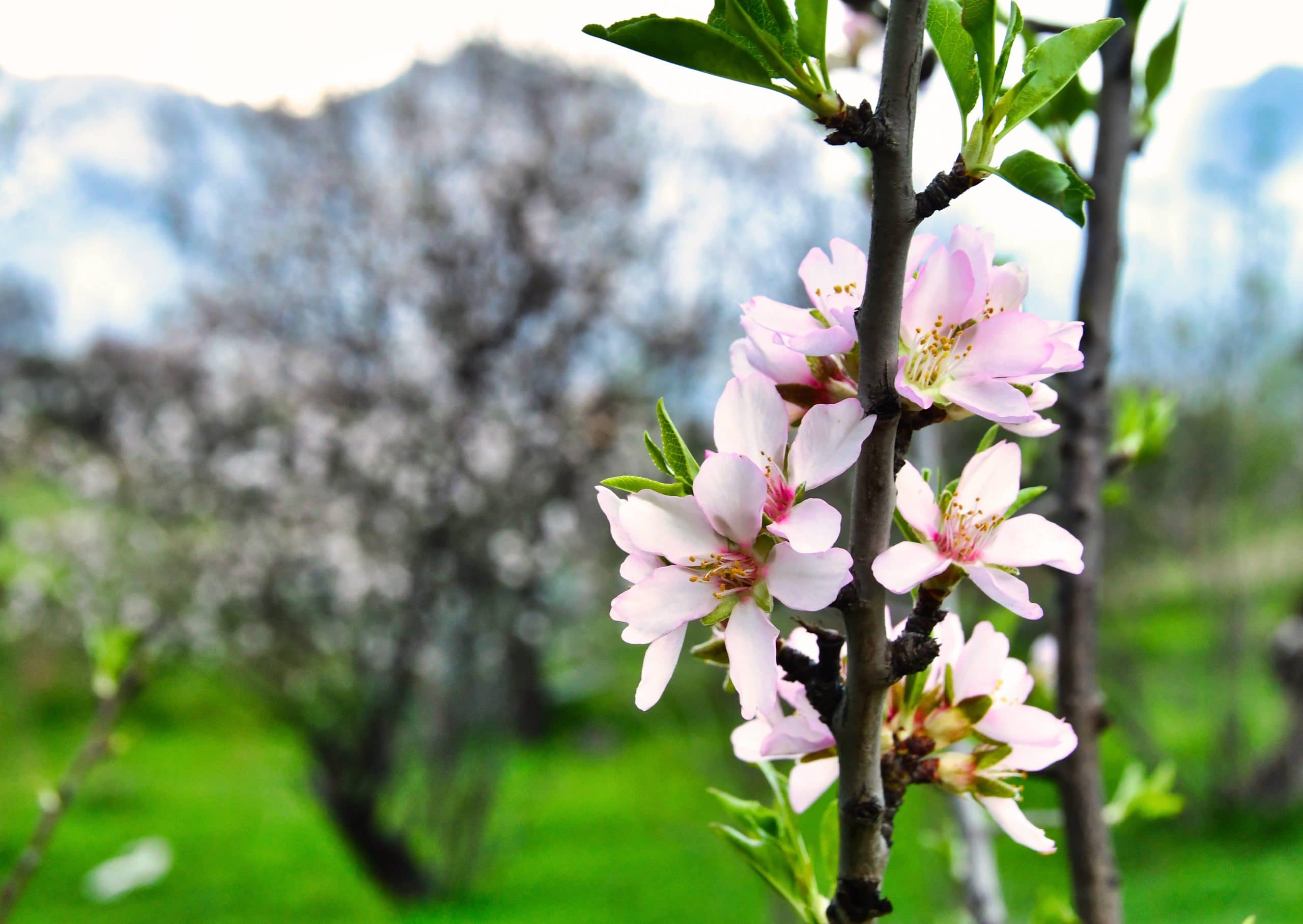 almond-trees-flower-09