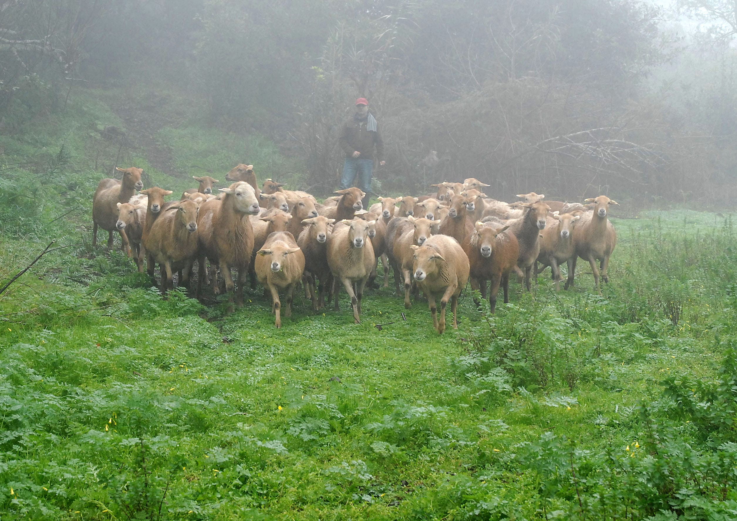 ovejas-cumbres-canarias